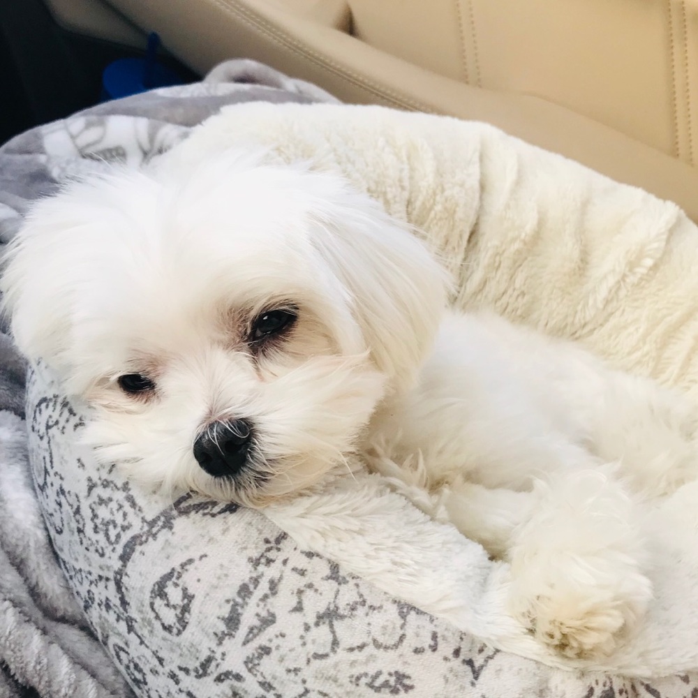 Meet your Posher, Lacey